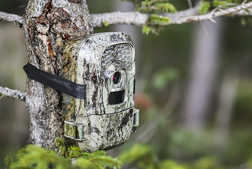 A camera attached to a tree covered in camouflage.